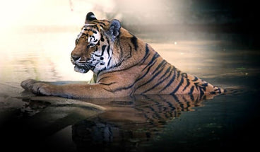 holistic and eco-living