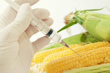What are GMOs?