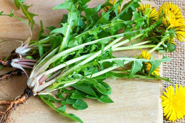 Health Benefits Of Dandelion Leaves