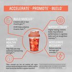 Active HMB + Creatine BUNDLE Bundle Sunwarrior