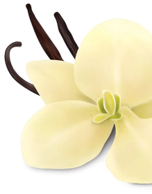 vanilla flower